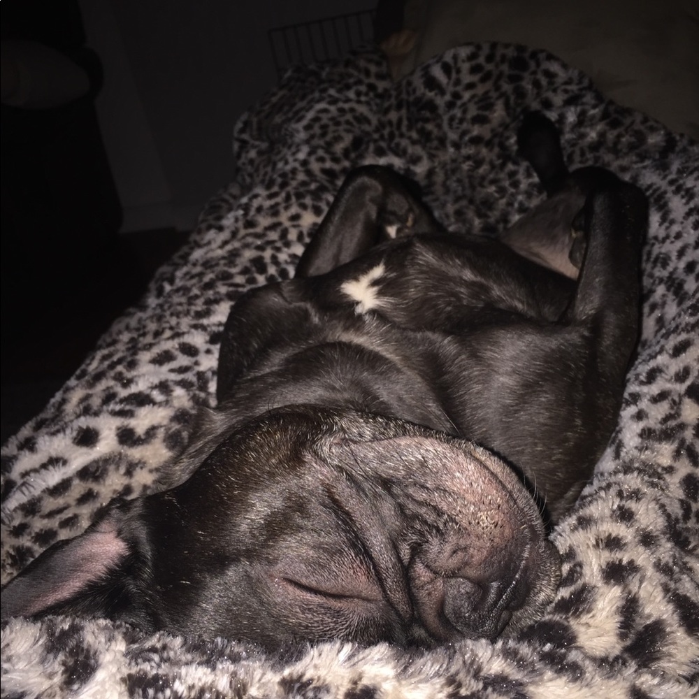 The naughtiest french bulldog that ever lived! - Picture 3 of 3